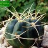 Gymnocalycium _monvillei _ssp.monvillei _GC391.02_ 01